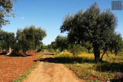 Passeggiata tra gli ulivi secolari: alla scoperta dei segreti dell'olio